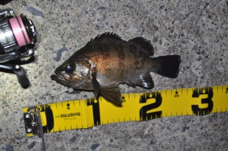 富浦新港にてメバル釣り